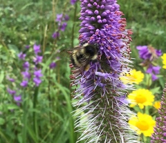 Bombus vagans bolsteri