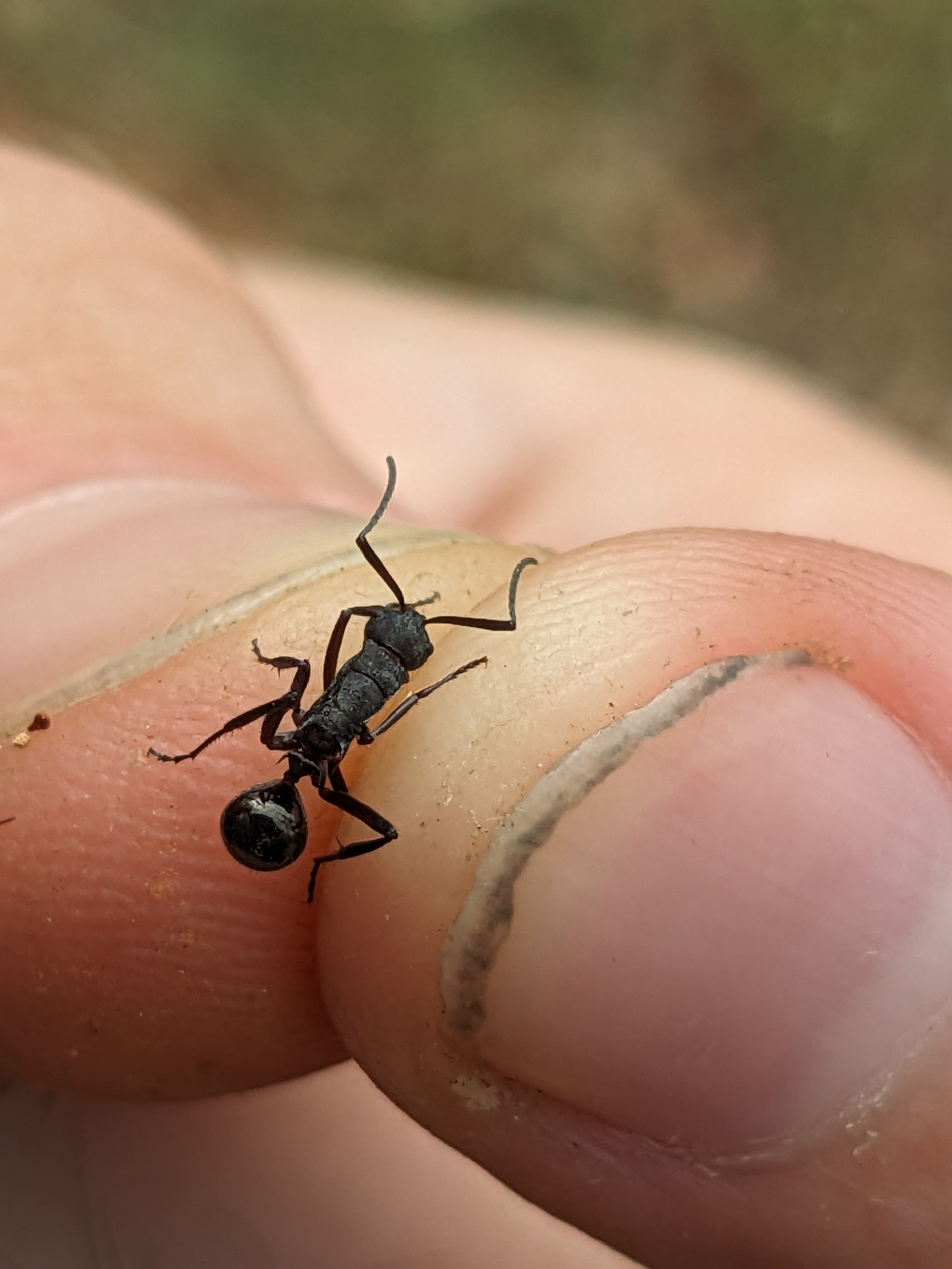Polyrhachis lachesis