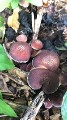 Gymnopilus luteofolius