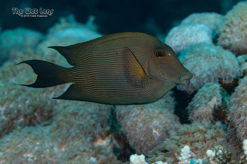 Lined Bristletooth — seen at this dive site