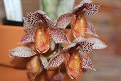 Catasetum denticulatum