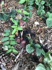 Gymnopilus luteofolius