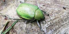 Chrysina