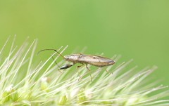 Pachygrontha antennata
