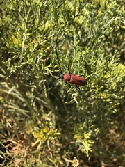 Crossidius coralinus