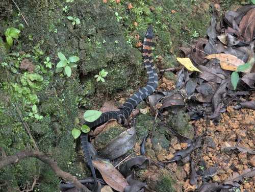 Fire-bellied Snake