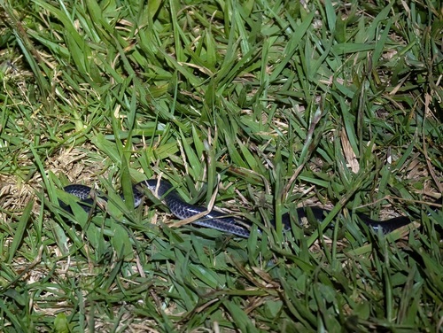 Joshua's Blind Snake