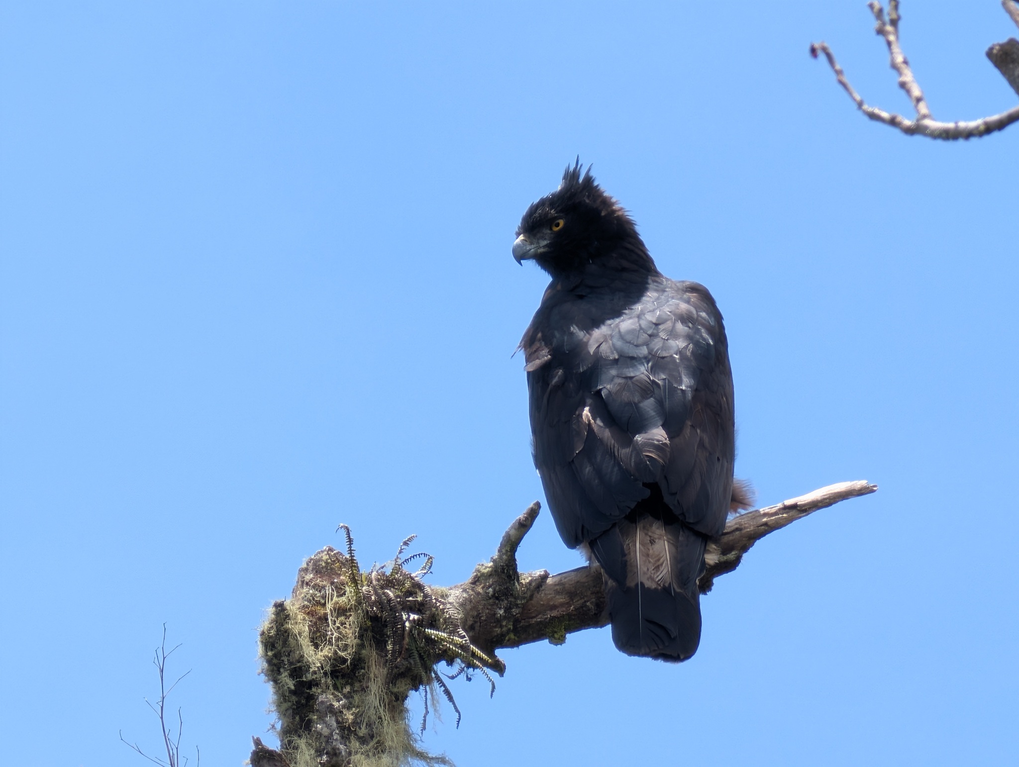 Black-and-chestnut Eagle illustration