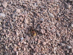 Dasymutilla magnifica