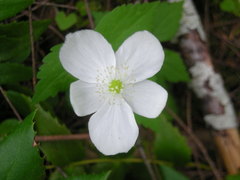 Anemonastrum deltoideum