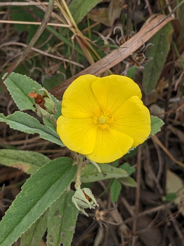 Image of Melhania oblongifolia by (c) Matthew Borella, some rights reserved (CC BY)