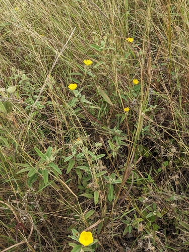Image of Melhania oblongifolia by (c) Matthew Borella, some rights reserved (CC BY)