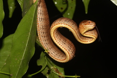 Pareas carinatus