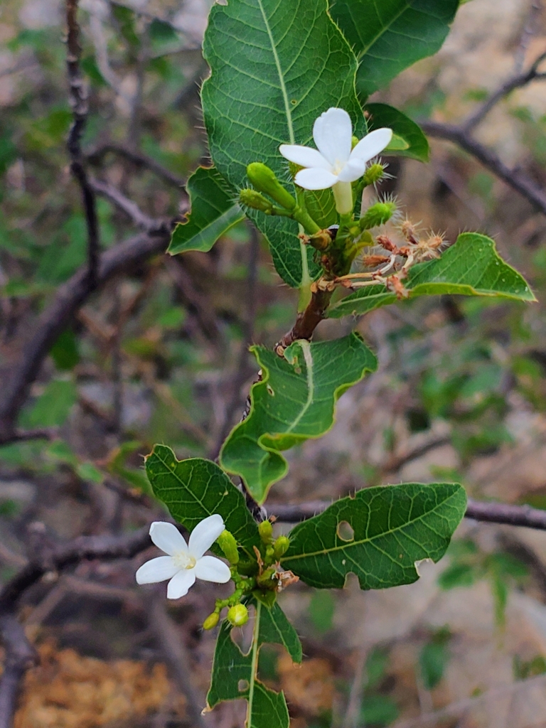 Cnidoscolus pubescens