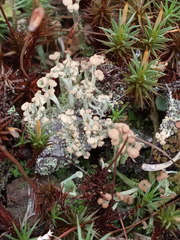 Cladonia botrytes