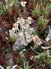 Cladonia botrytes