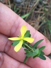Hypericum hypericoides hypericoides