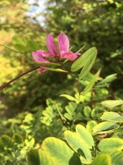 Indigofera himalayensis