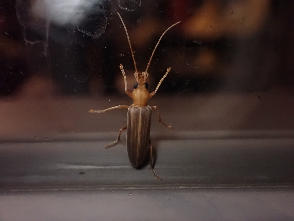 Asessinia flavomarginata