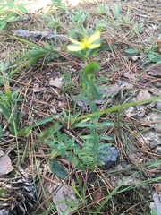 Hypericum hypericoides hypericoides