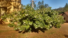 Dombeya pulchra