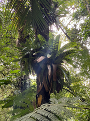 Vriesea hieroglyphica, photograph (c) Emma Walker, some rights reserved (CC BY)