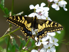 Papilio machaon britannicus
