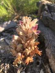 Aphyllon multiflorum