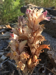 Aphyllon multiflorum