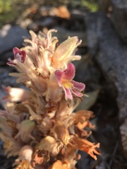 Aphyllon multiflorum