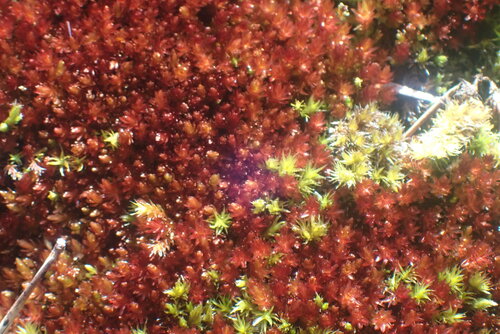 Image of Imbribryum miniatum by no rights reserved