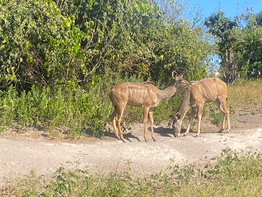 Tragelaphus strepsiceros strepsiceros, , by imrusaero