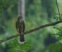 Accipiter badius