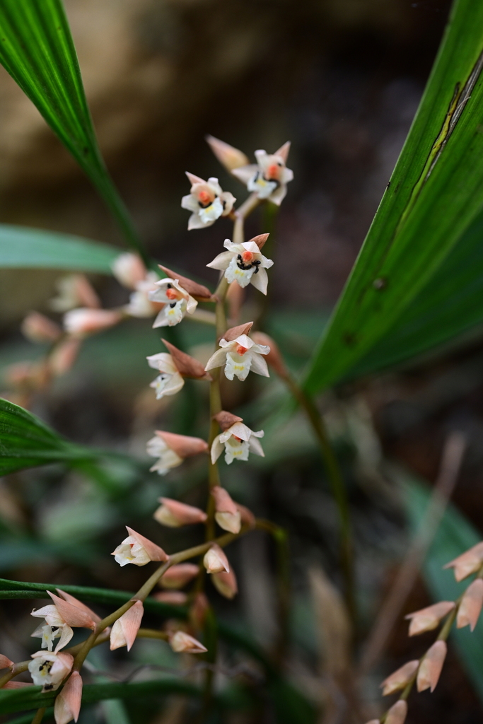 Pholidota leveilleana