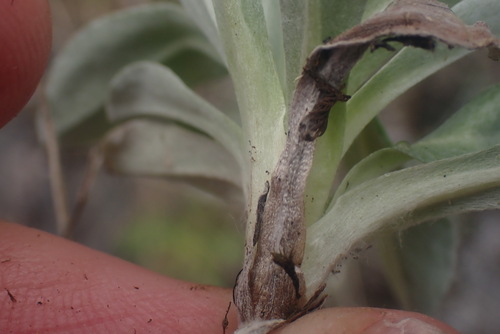 Image of Gamochaeta ustulata by no rights reserved