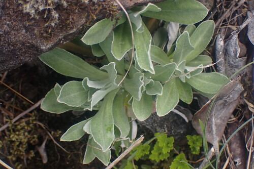Image of Gamochaeta ustulata by no rights reserved