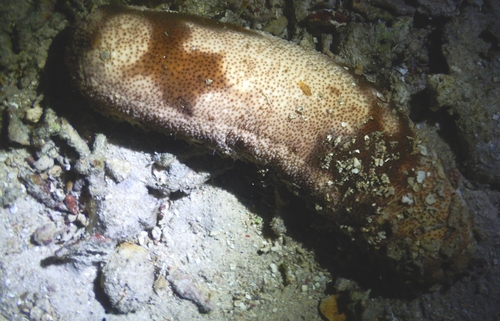 Bohadschia koellikeri