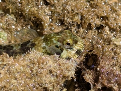 Lemuria Rockskipper photo 5