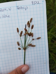 Fimbristylis castanea