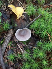 Cortinarius hemitrichus