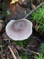Cortinarius hemitrichus