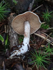 Cortinarius hemitrichus