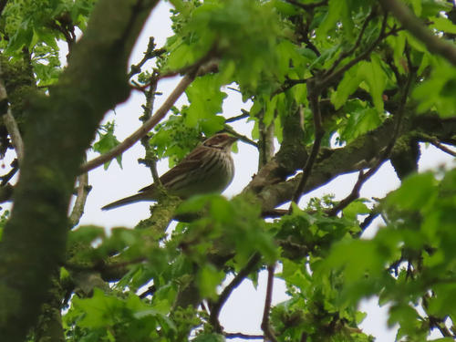 Little Bunting, Meerweg, Kropswolde, Groningen, NL, photo 7 of 10