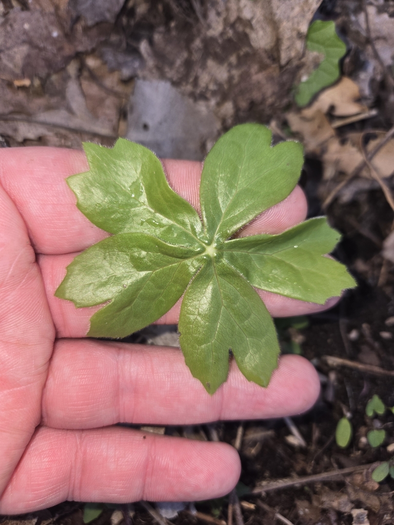 mayapple from Erie, PA 16507, USA on April 22, 2025 at 10:23 AM by ...