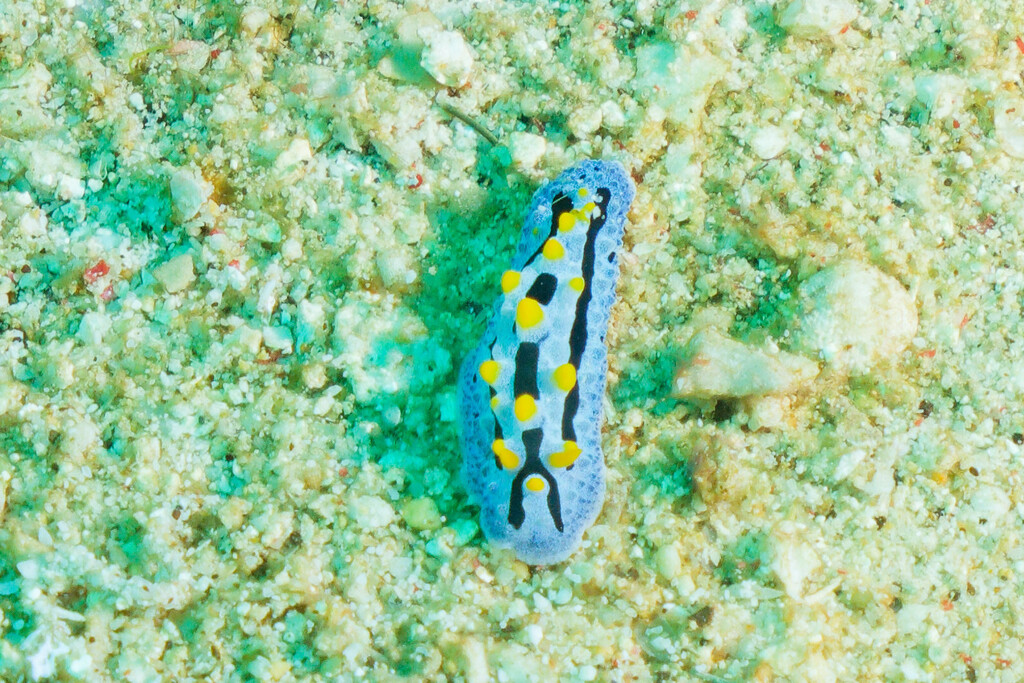 Heavenly Wart Slug