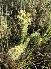 Liatris bridgesii