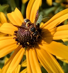 Euodynerus hidalgo hidalgo