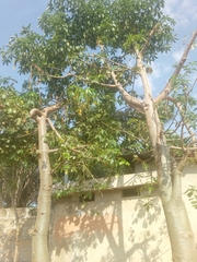 Adansonia digitata