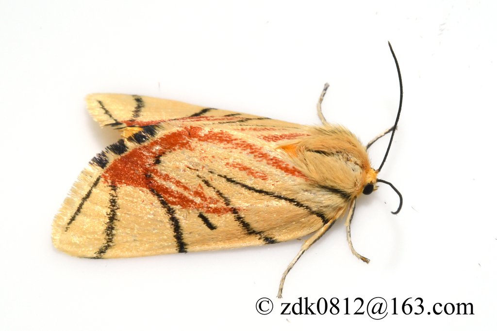 Camptoloma interiorata
