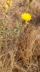 Centaurea solstitialis